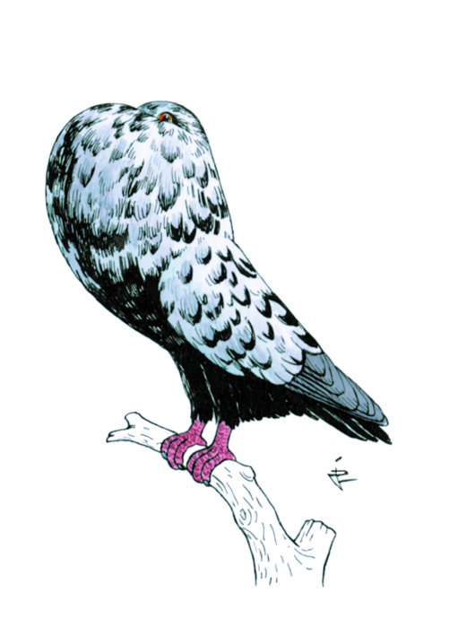 Boulant de Hesse