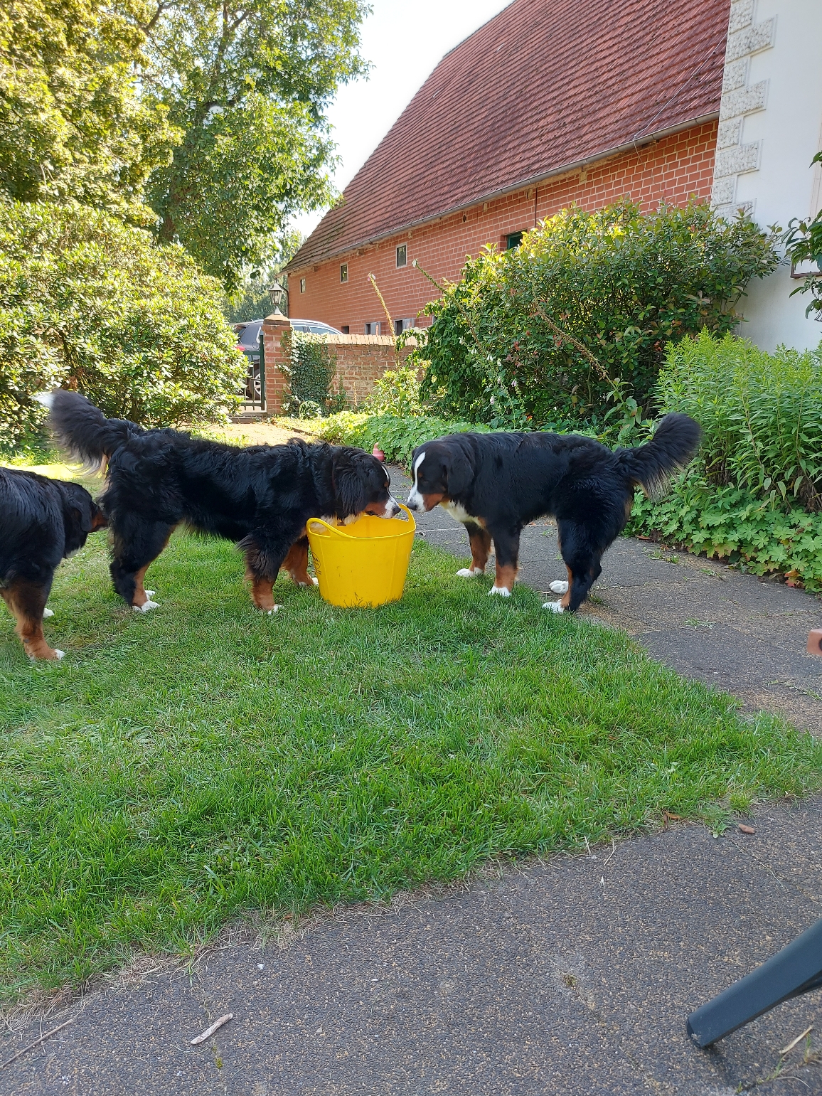 Küsschen - Emma und Bijou ❤