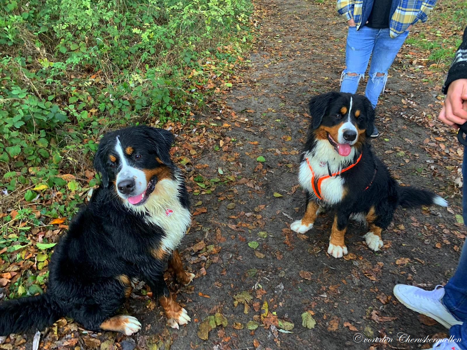 Ebenfalls vom Welpentreffen: Links Captain ( Aramis) und rechts Armani :-)