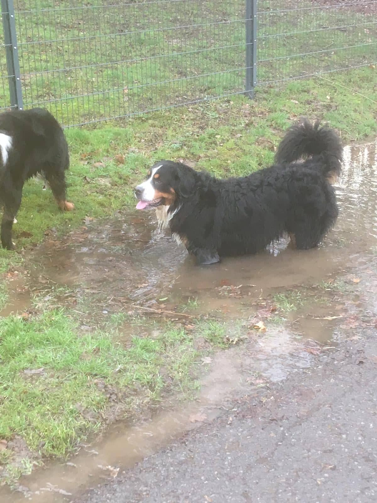 Schlammpackung für die Schönheit - Schön wenn Hund einfach Hund sein darf! :-)