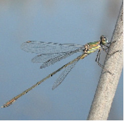 Libellule autour du bassin