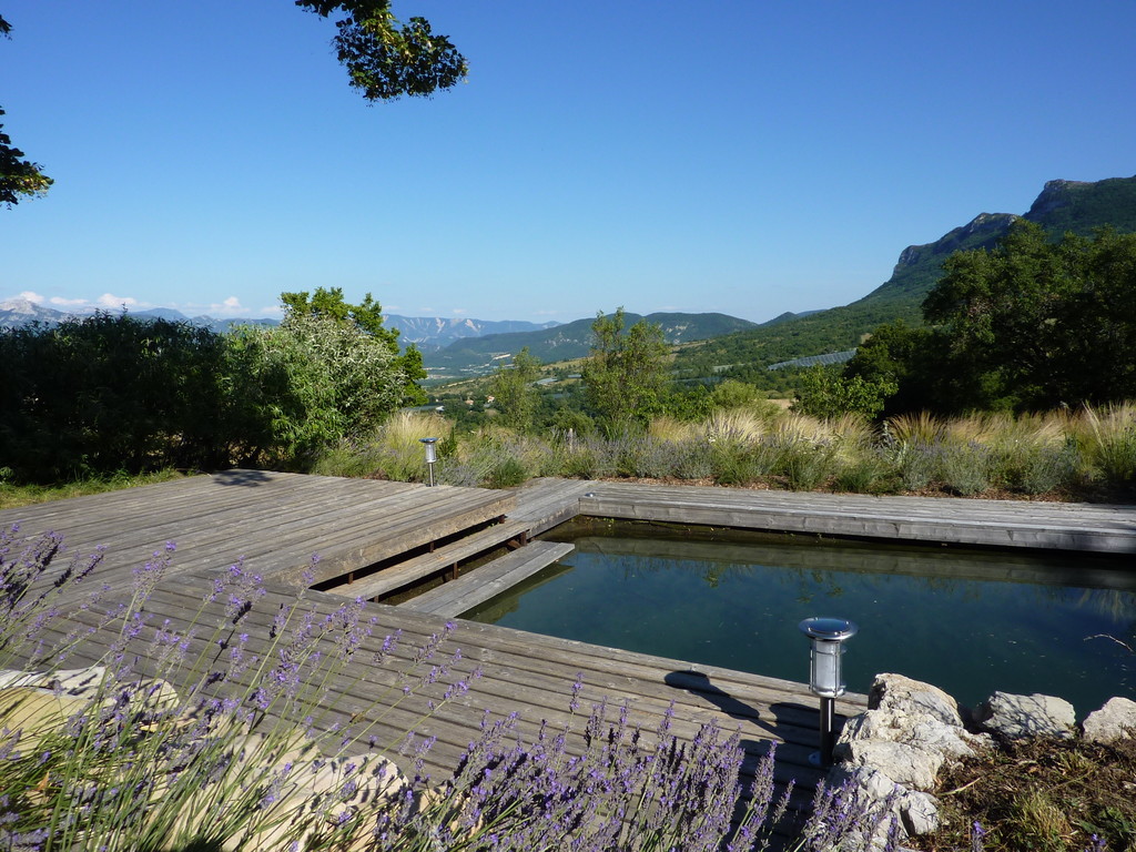 Wooden deck surrounded by lavender