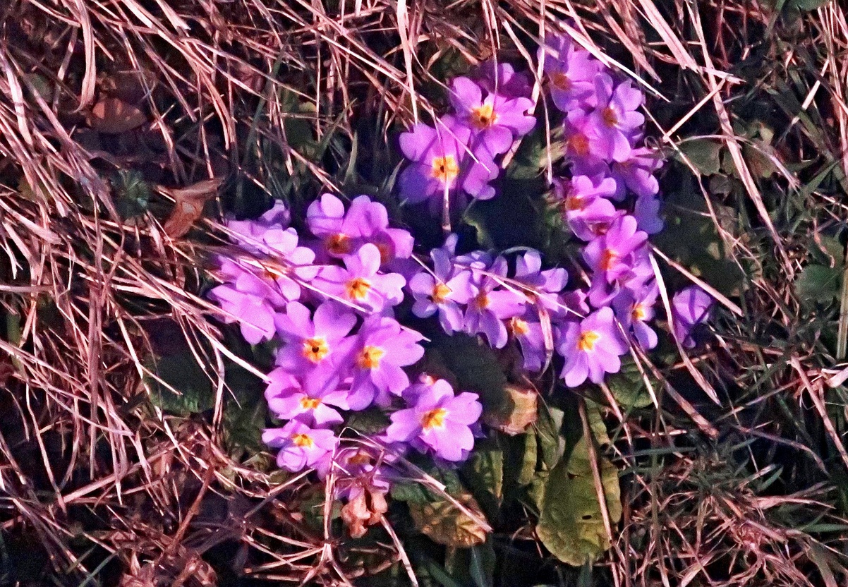 11. März 2021 - Frühling trifft Winter