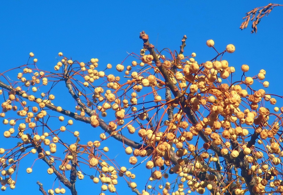 21. November 2023 - Winterfrüchte