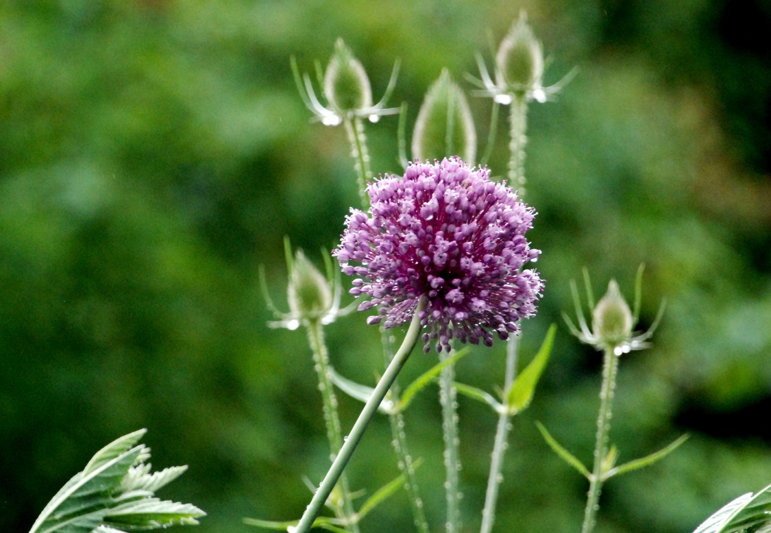03. Juli 2023 - Akzente setzen, auch im Garten