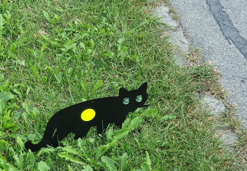 20. September 2020 - Achtung Katze!