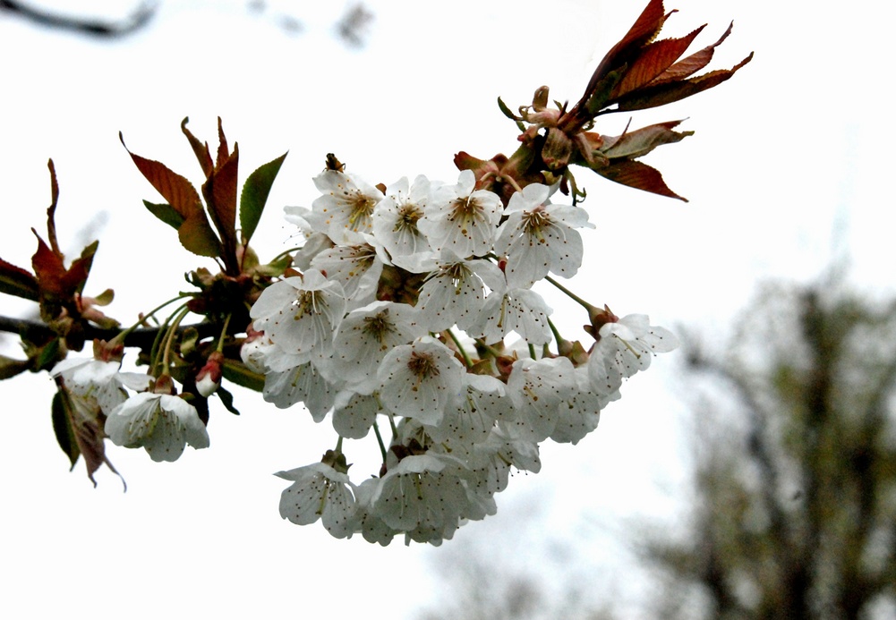 20. April 2023 - Weisse Kirschblüten, Symbol für Reinheit und Vergänglichkeit