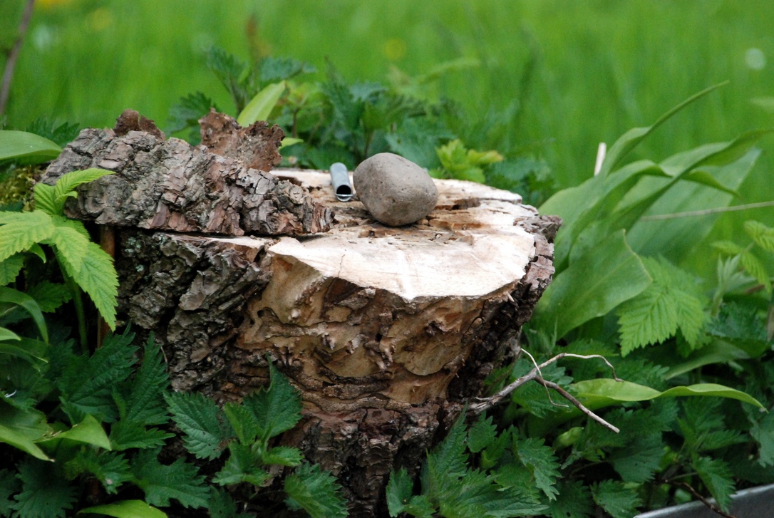22. April 2023 - Verdrängte Natur. Da stand ein Baum