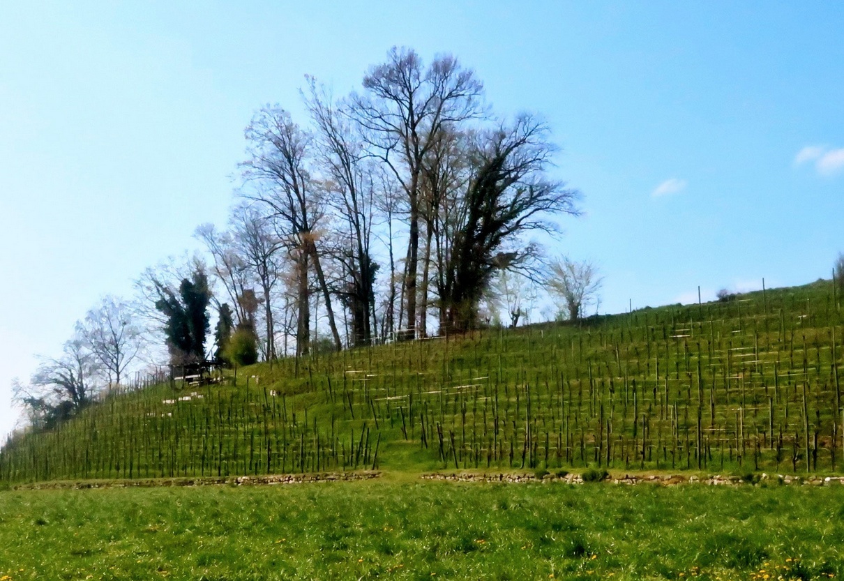 04. April 2020 - Rebberg noch im Winterschlaf 