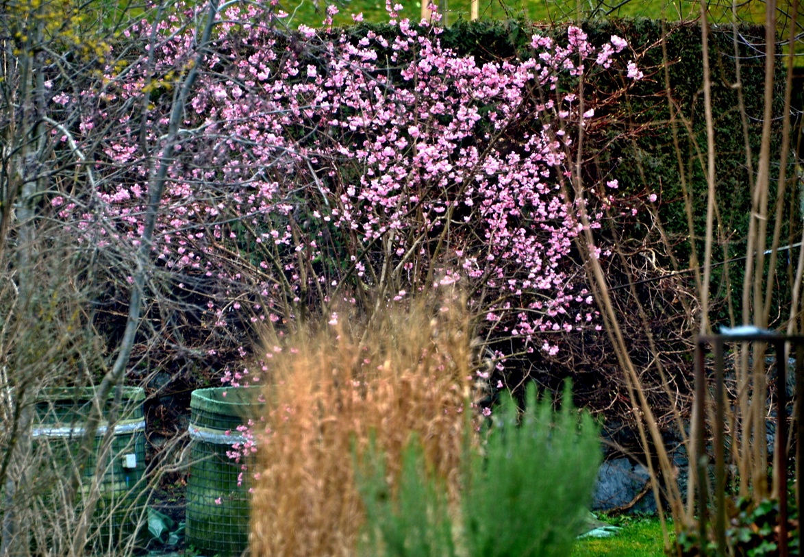 24. Februar 2020 - Farbtupfer im Winter oder La vie en rose