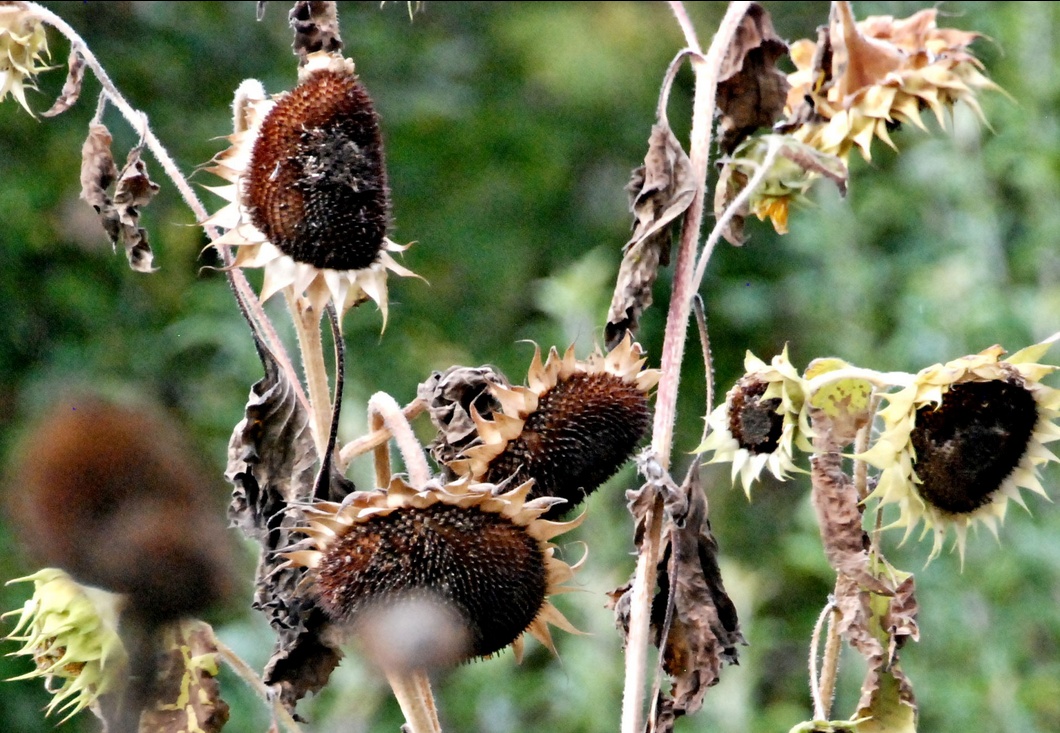 19. Oktober 2023 - Die stralenden Sonnen der letzten Wochen, hängen wild verlottert an ihren mürben Stilen. Nur die Vögel haben noch Freude daran. 19. Oktober 2023 - Die stralenden Sonnen der letzten Wochen, hängen wild verlottert an ihren mürben Stilen.