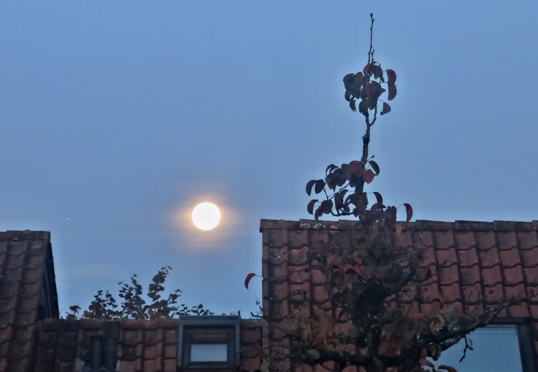 29. Oktober 2023 - Es gibt Nächte, in denen die Wölfe schweigen und nur der Mond heult (George Carlin, amerikanischer Sozialkritiker und Autor)