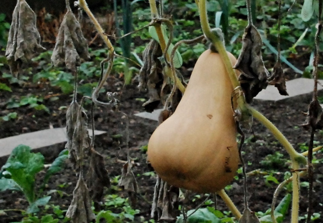 15. Oktober 2021 - Werden und Vergehen. Gesetz der Natur.
