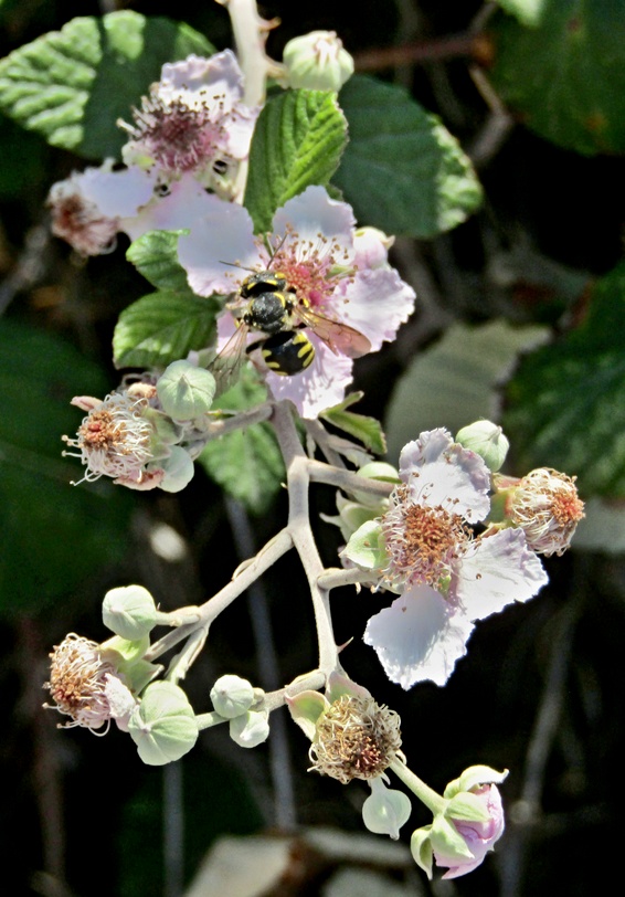 31. Juli 2019 - Brombeeren bei 40 Grad am Schatten. Futtertrog für Bienen.