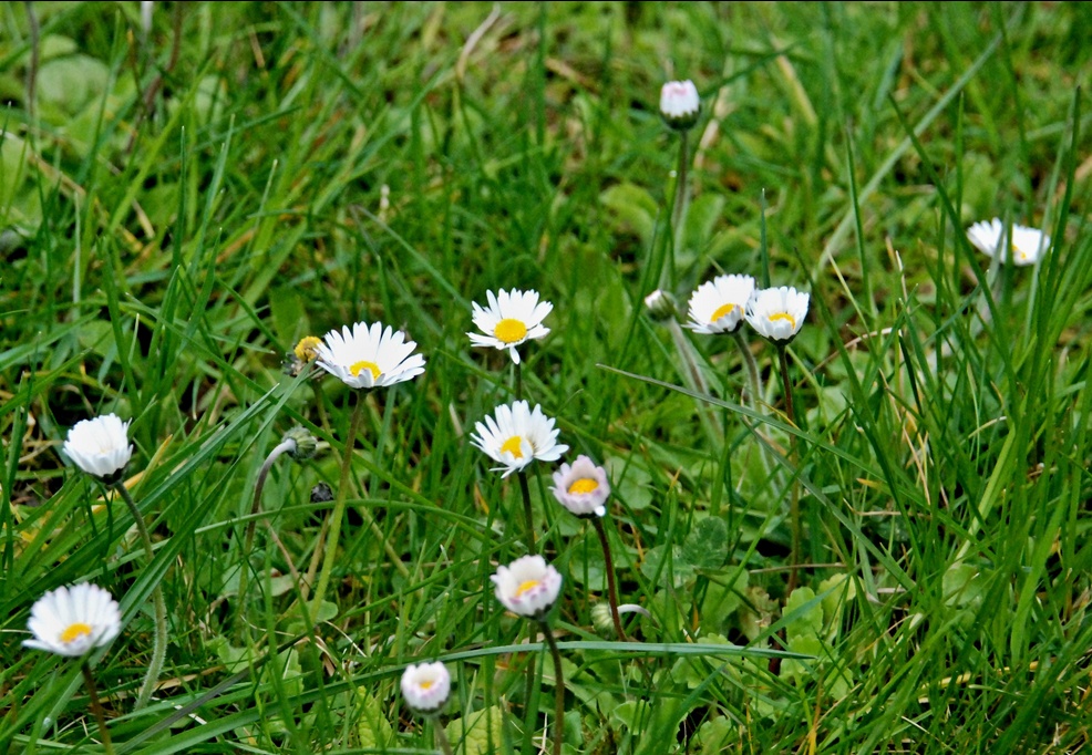 21. April 2023 - Unscheinbar verstreut - Gänseblümchen oder Massliebchen, Tausendschön, Monatsröserl oder Margritli genannt