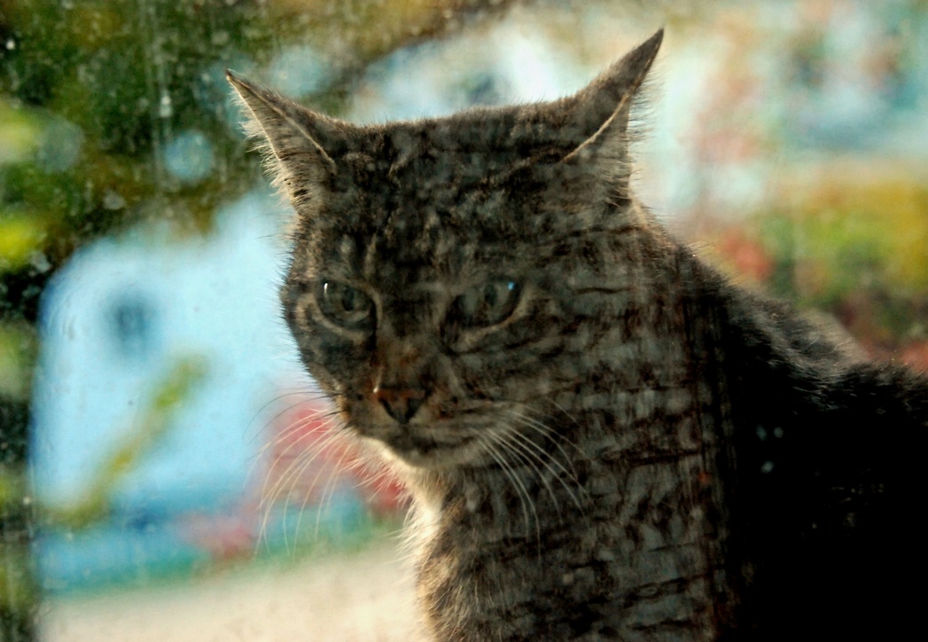 16. Oktober 2020 - Besuch am Fenster. Was machst Du da - ich knipse das Bild des Tages!