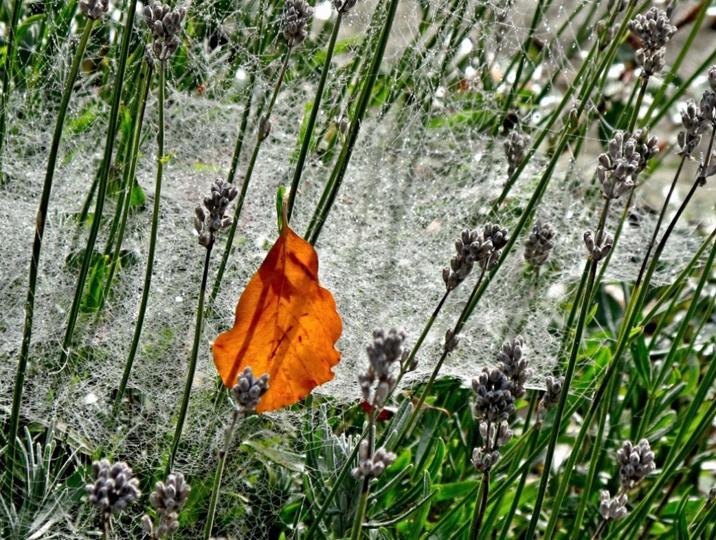 27. Oktober 2013 - Fengewobener Herbst