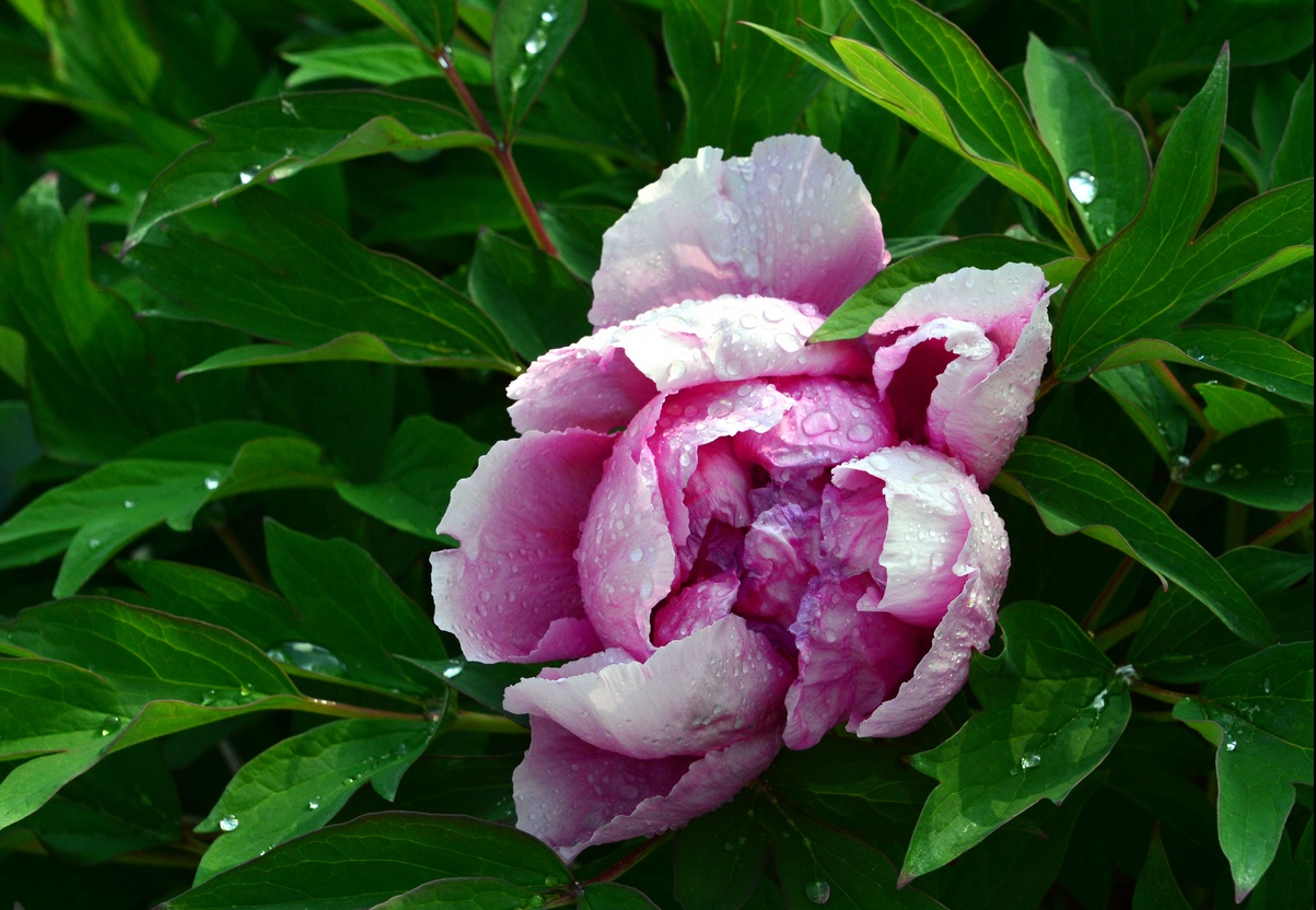 25. April 2020 - Pfingsterwachen