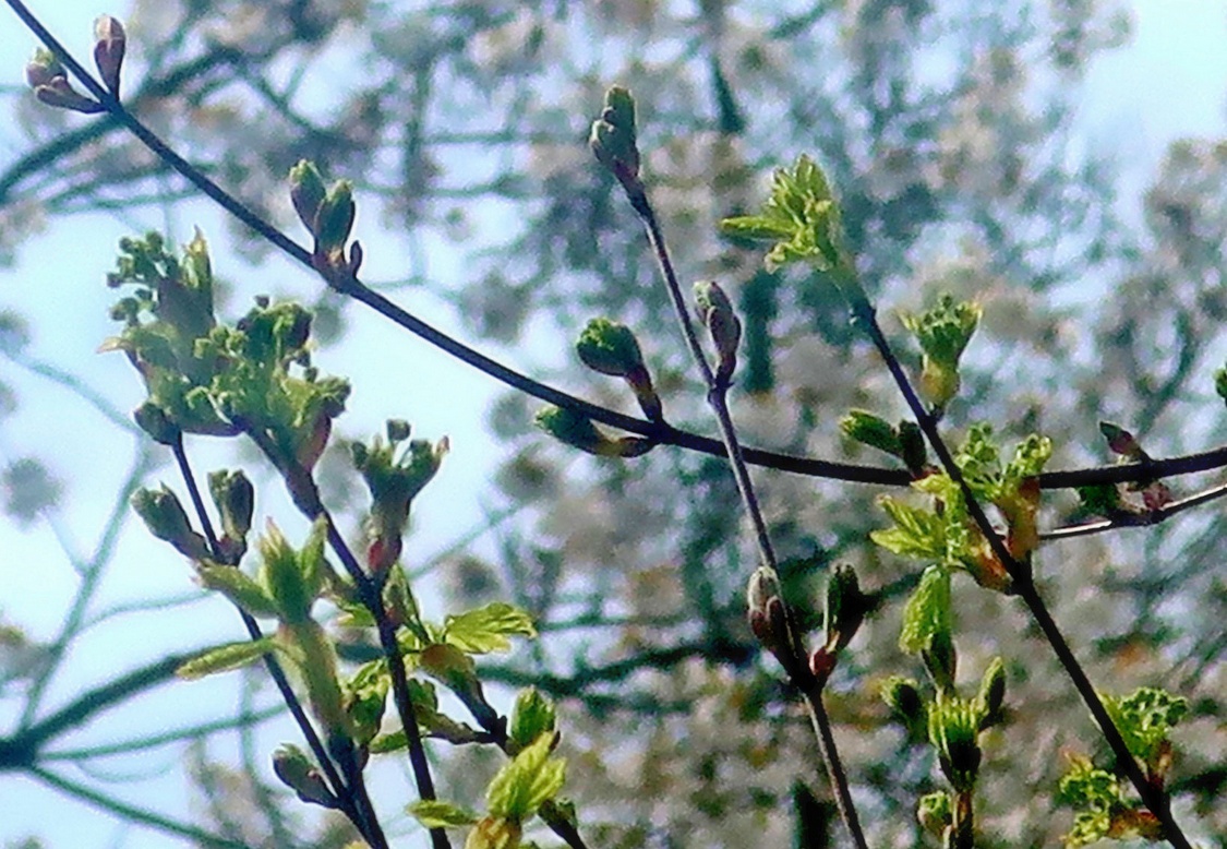 13. April 2023 - Da treibt der Frühling die Knospen an 14. April 2023 - Wenn der Fisch ins Grüne springt, dann ist der Winter vorbei
