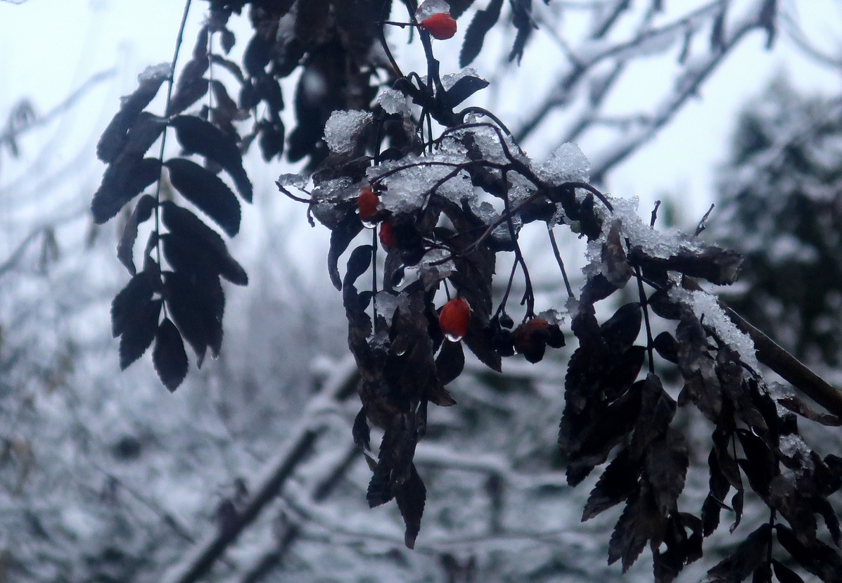 25. Dezember 2020 - White Christmas 