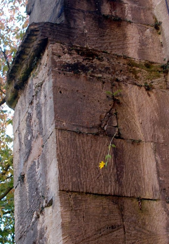 21. Oktober 2012 - Mauerblümchen