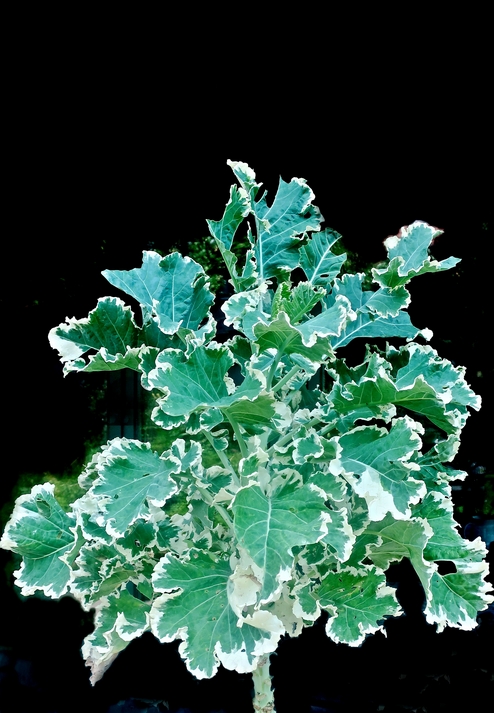 02. August 2024 - Chou Crème Chantilly - Brassica oleracea Joseph Coterel ou Albo-Variegata. Verstanden?