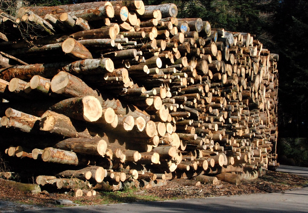 14. Februar 2023 - Holz wieder heiss begeehrt