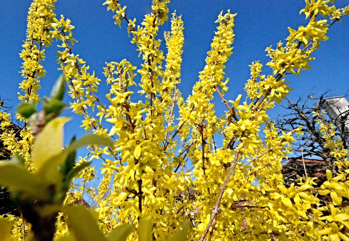 26. März 2017 - Blauer Himmel, nackte Bäume, grauer Beton - dazwischen viel Gelb