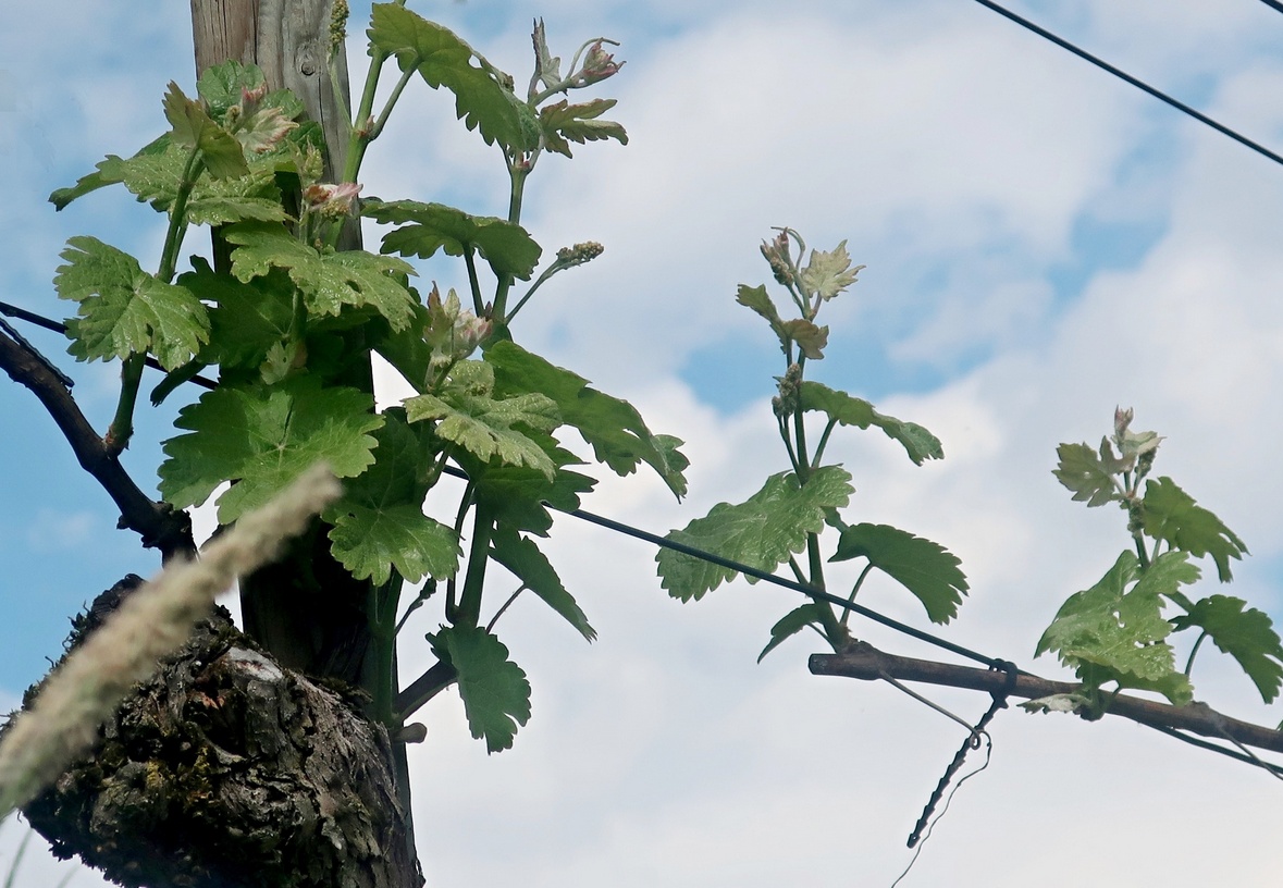 26. April 2020 - Im Rebberg - vor zwei Wochen noch kein Grün
