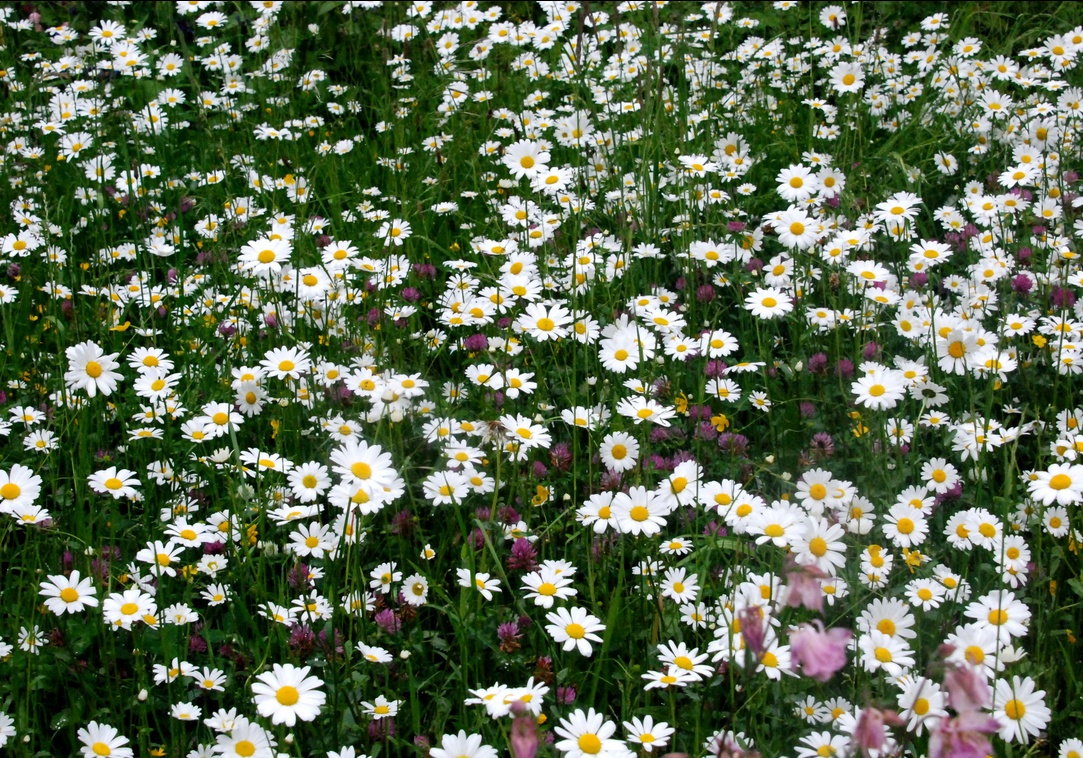 18. Mai 2023 - Blumen sind das Lächeln der Erde. (Ralph Waldo Emerson, 1803-1882)