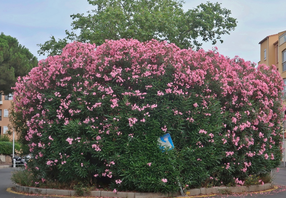 08. Juli 2024 - Pink, die dominierende Farbe in der Natur