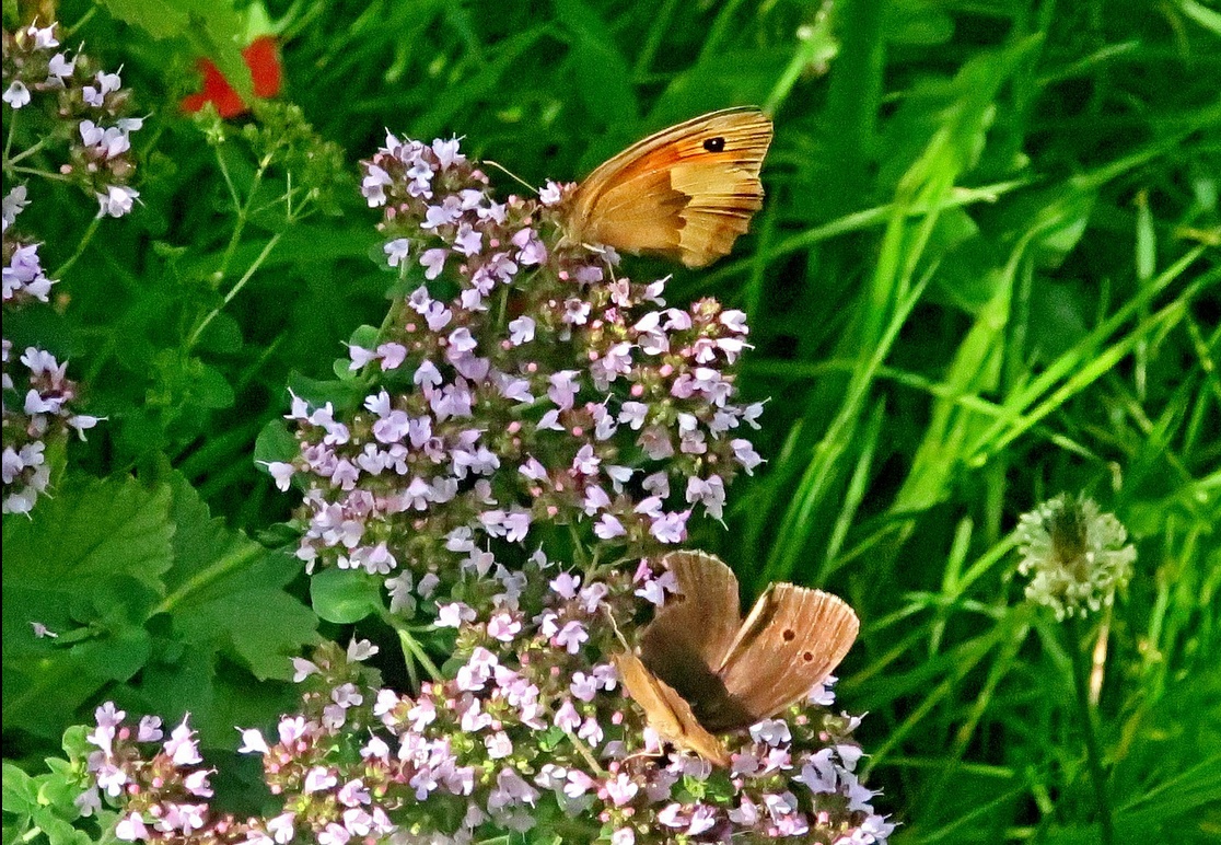 27. Juli 2020 - Pastellfarben der Natur