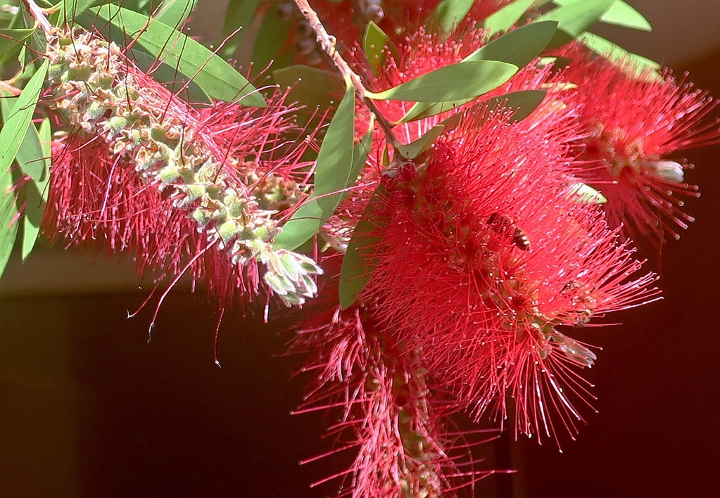 30. Mai 2023 - Der Karminrote Zylinderputzer (Callistemon citrinus) wird geliebt wegen seiner Schönheit, seinen ätherischen Ölen und seinen besonnten Standorten