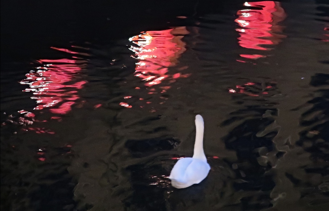 28. November 2019 - Auch ein Schwan will mal in die Disco