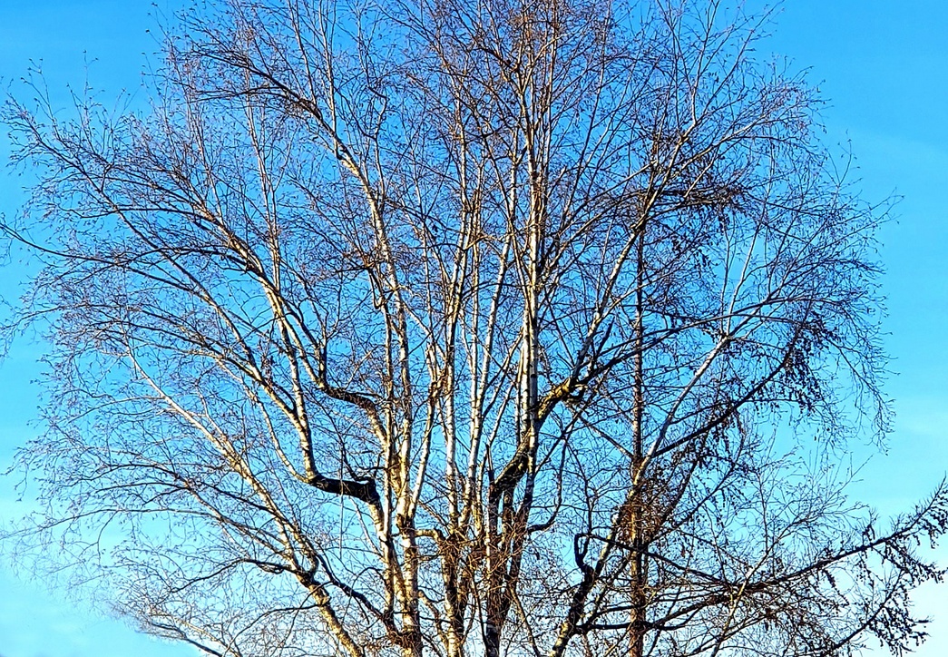 01. Januar 2023 - Mitwintersommer. Nur die Birken leuchten weiss.