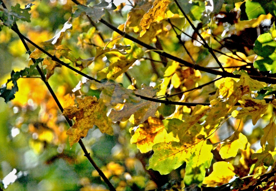 27. Oktober 2023 - Es ist endgültig Herbst geworden