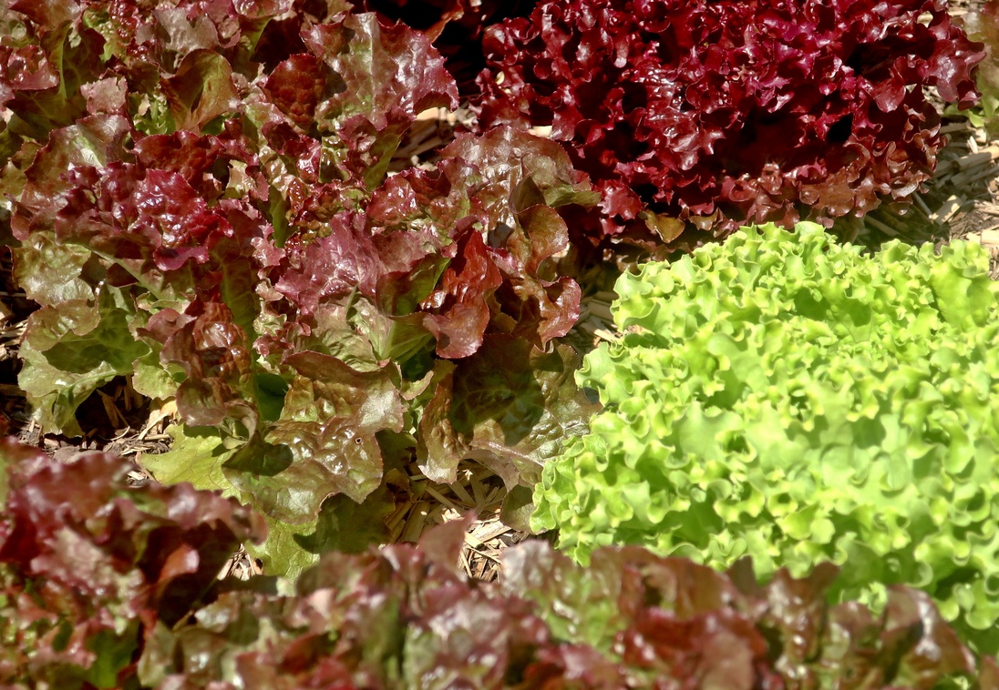 22. Juni 2023 - Salat. Nicht in Plastik gehüllt wie m Supermarkt. Aufgewachsen im Beet des Hausgartens