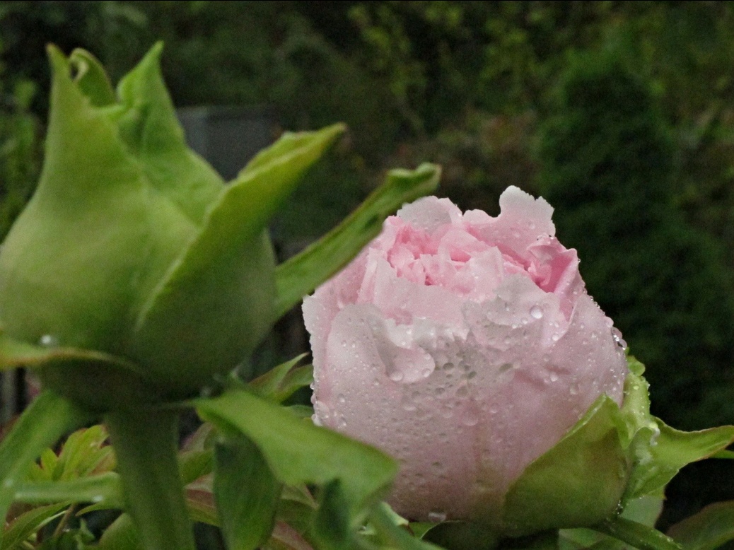 08. May 2015 - Erwachen im Regen