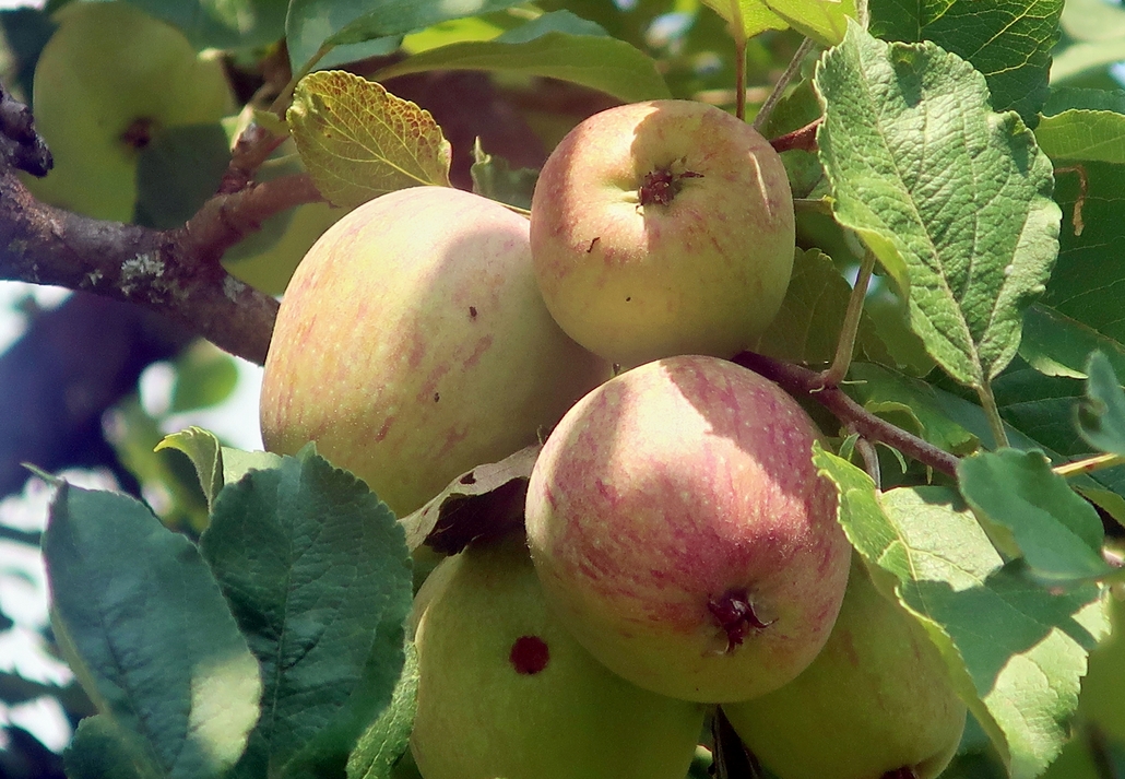 03. August 2024 - Schon haben sie rote Bäckchen