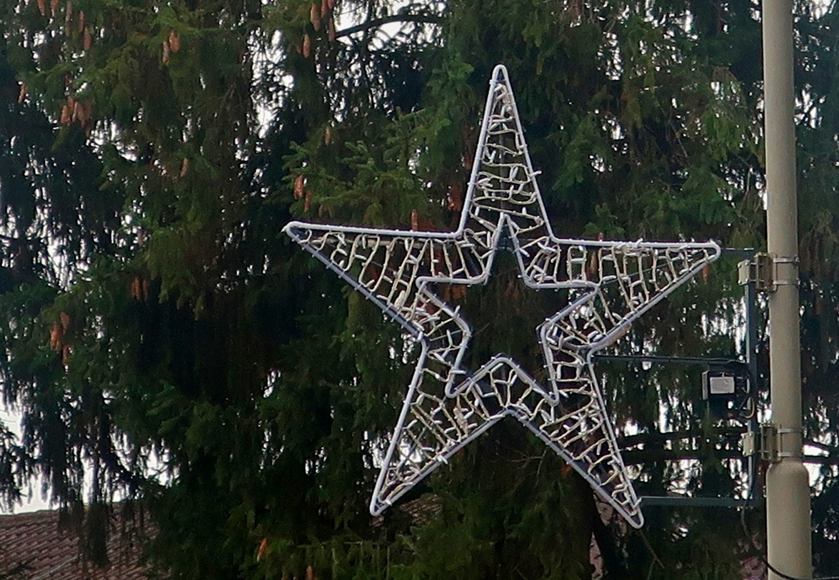 21. November 2020 - Sie sind schon da, die Weihnachtssterne, doch sie leuchten noch nicht.