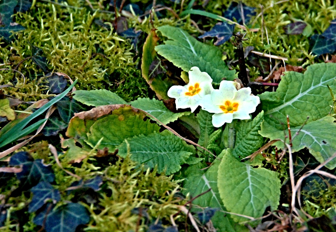 03. Februar 2023 - Frühboten des Frühlings
