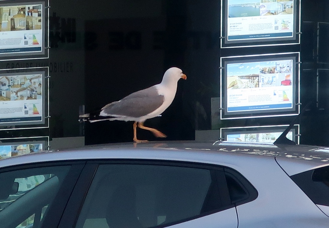 31. Mai 2023 - Da machen wirs der Möwe nach: Bildspaziergang