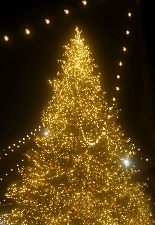 25. Dezember 2023 - Oh Tannenbaum, Oh Tannenbaum, wie grün sind deine Blätter...