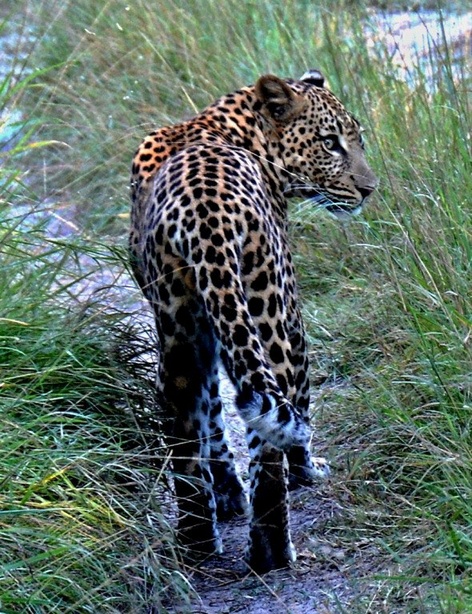 31. März 2014 - Leopard auf freier Wildbahn