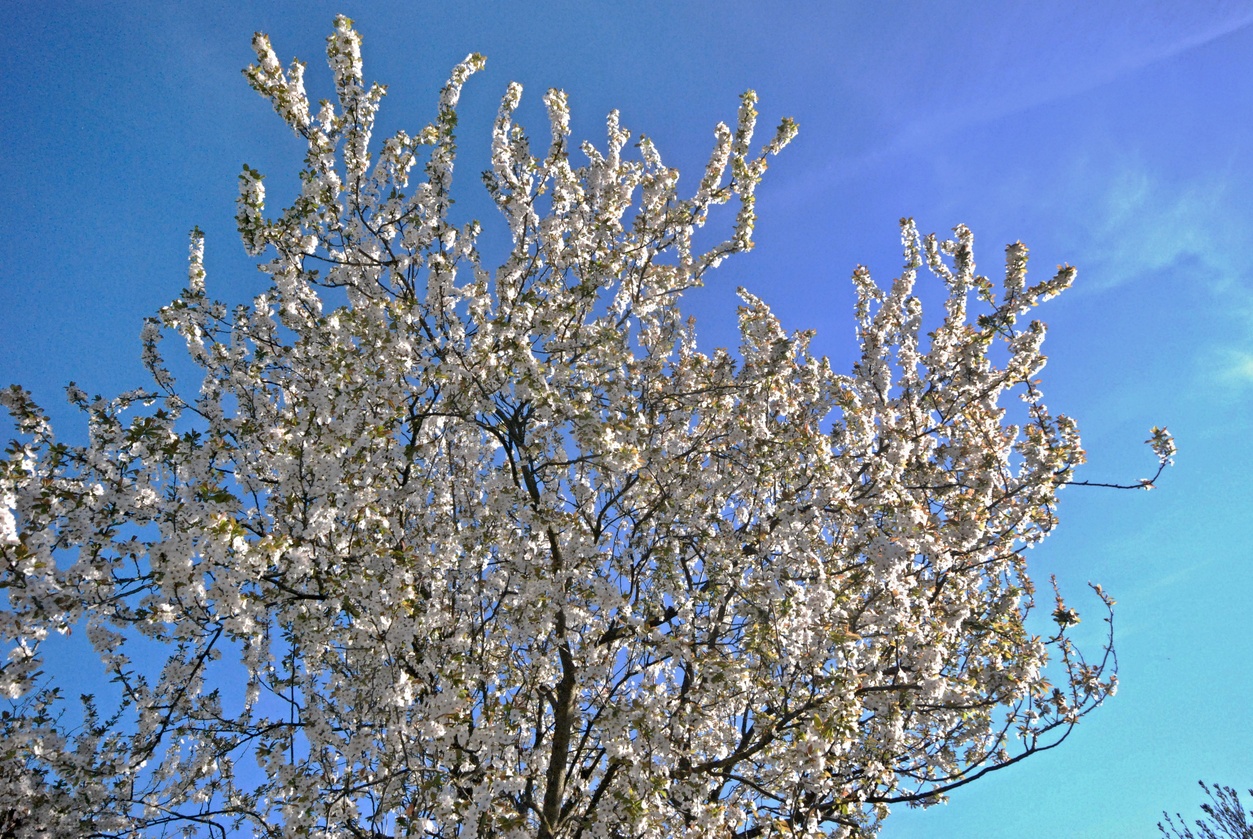 31. März 2017 - Weisse Pracht im Frühling
