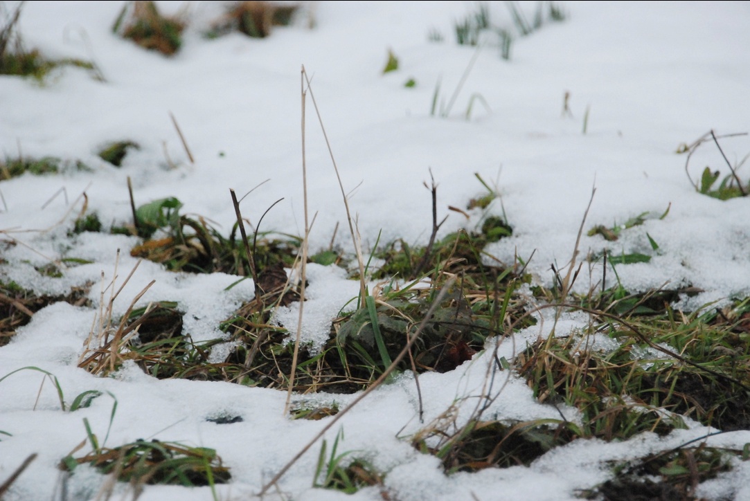 06. Februar 2023 - Gras oder Schnee - Schnee oder Gras 
