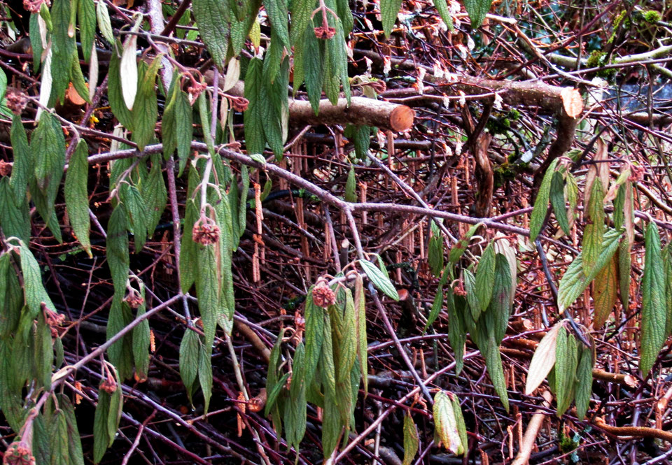 21. März 2019 - Auch Sterben gehört zum Frühling