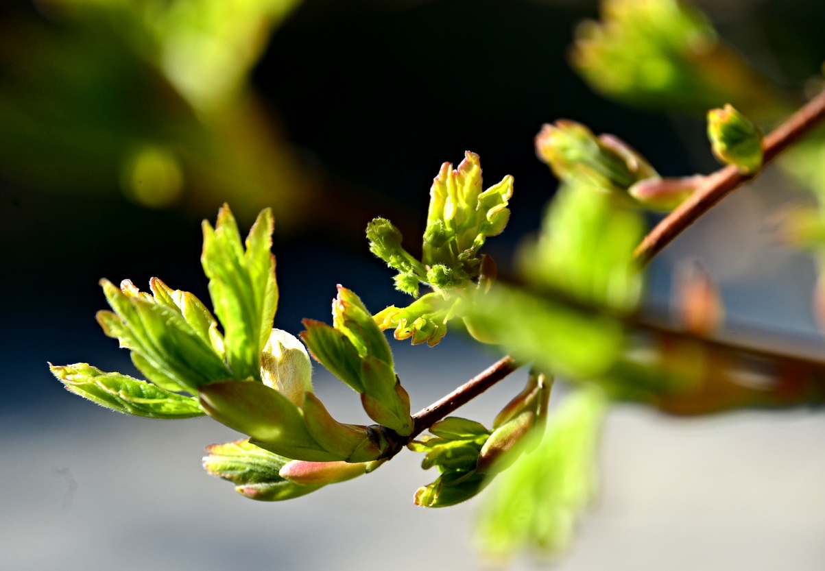 01. April 2020 - Drängen an Licht und Wärme