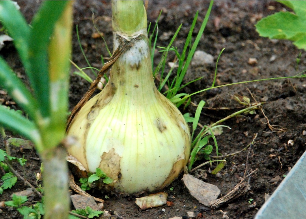 26. August 2021 - Azelle, Bölle schelle Katz gaht uf Waliselle. Chund si wieder hei, hät si chrumi Bei..