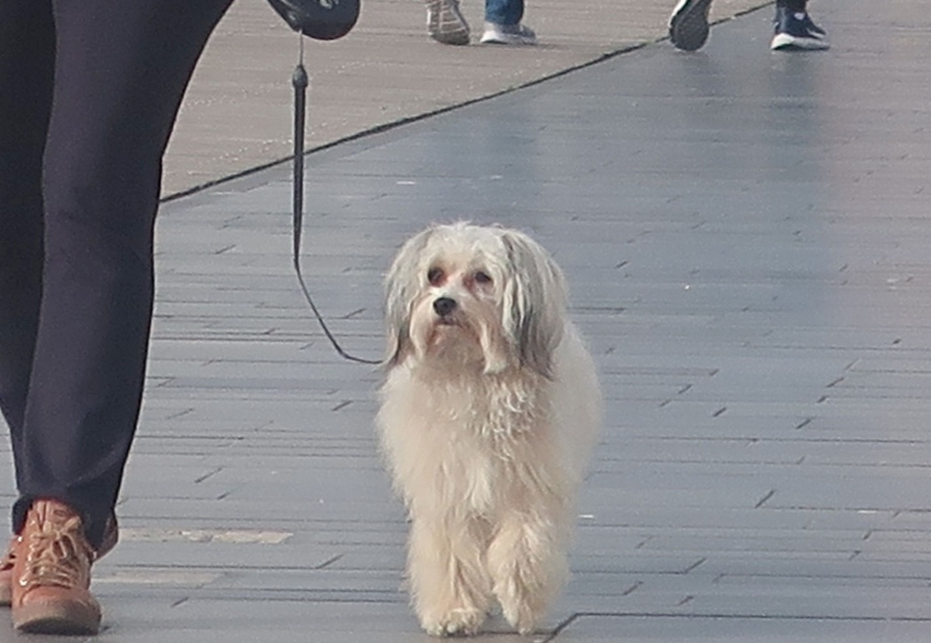 16. Januar 2023 - Mächtig stolz auf der Promenade am Meer